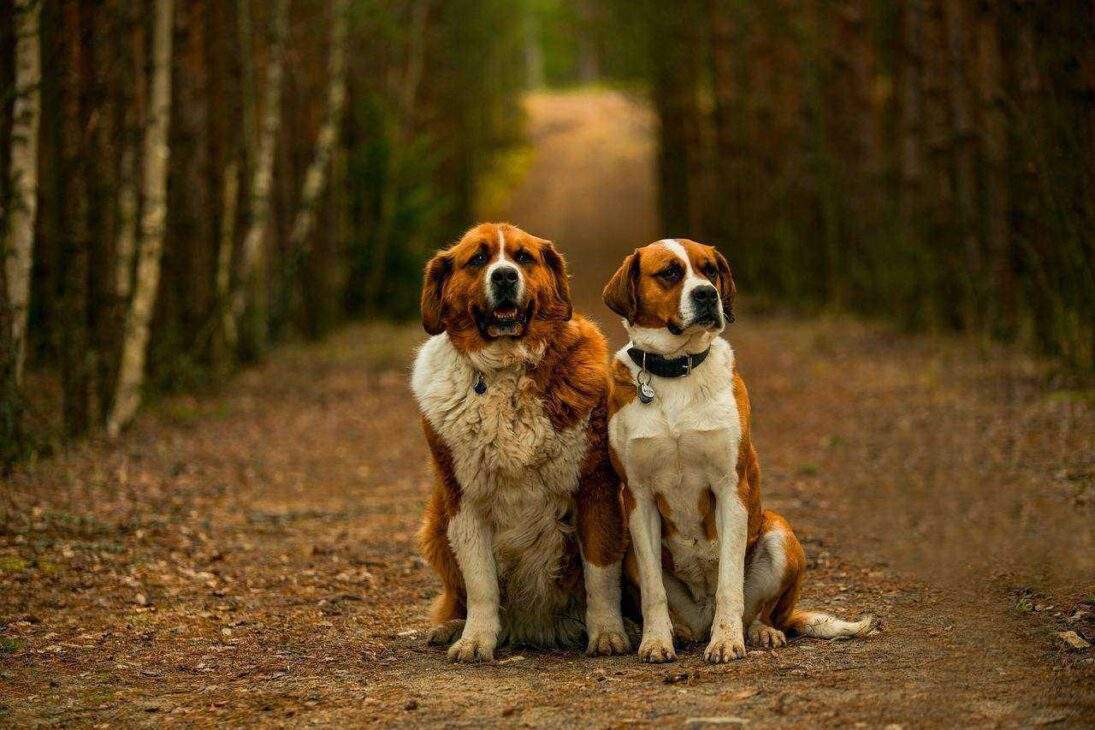 Majesty of Saint Bernards: From No 1 Adorable Puppies to Lifesaving Heroes