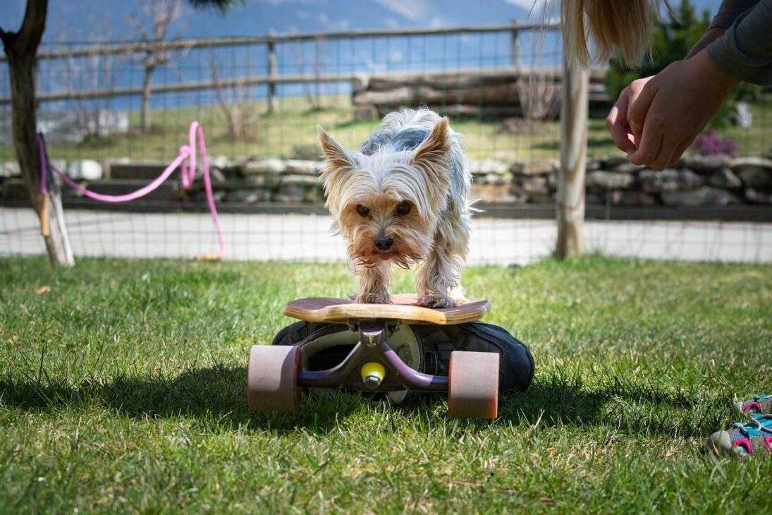 Charlotte Dog Club: Unleash the Epic Fun! 3 Unmissable Events 