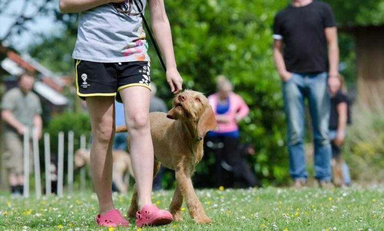 Charlotte Dog Club: Unleash the Epic Fun! 3 Unmissable Events