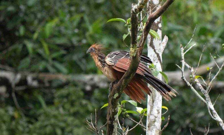 20 Amazing Bird Species You Didn't Know Existed