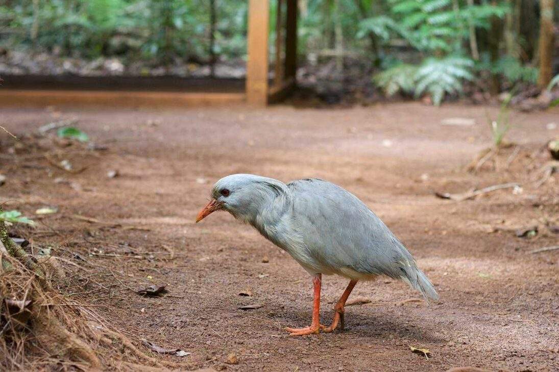 20 Amazing Bird Species You Didn't Know Existed