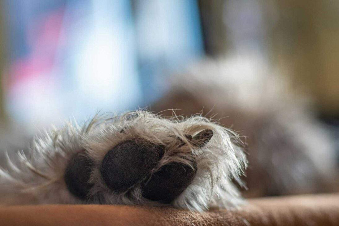 Healthy Paws: 10 Pawsome Ways to Keep Your Pup's Feet Fit