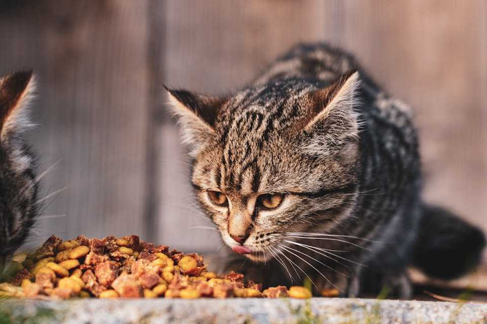 Royal Canin Kitten Food: Stop Tummy Troubles in 7 Easy Steps!