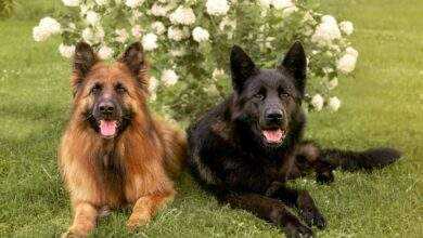 German Shepherds