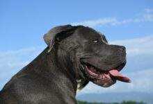 Cane Corso 101 A Comprehensive Breed Guide