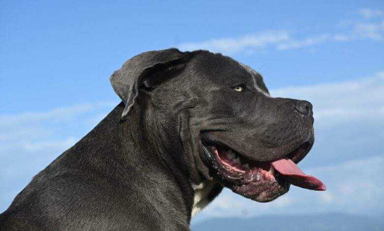 Cane Corso 101 A Comprehensive Breed Guide