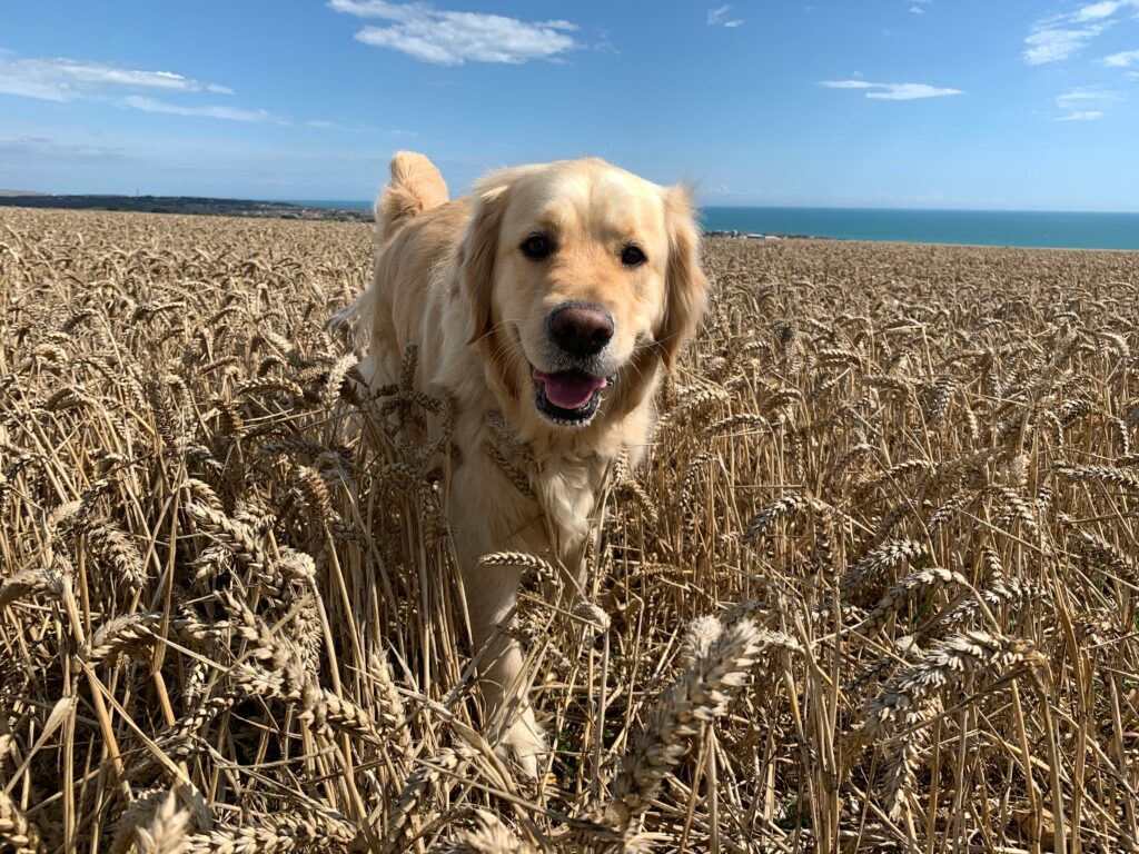 Golden Retriever