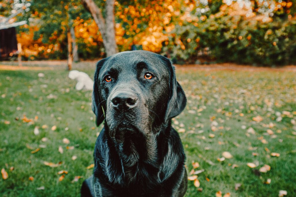 Labrador Retriever Grooming