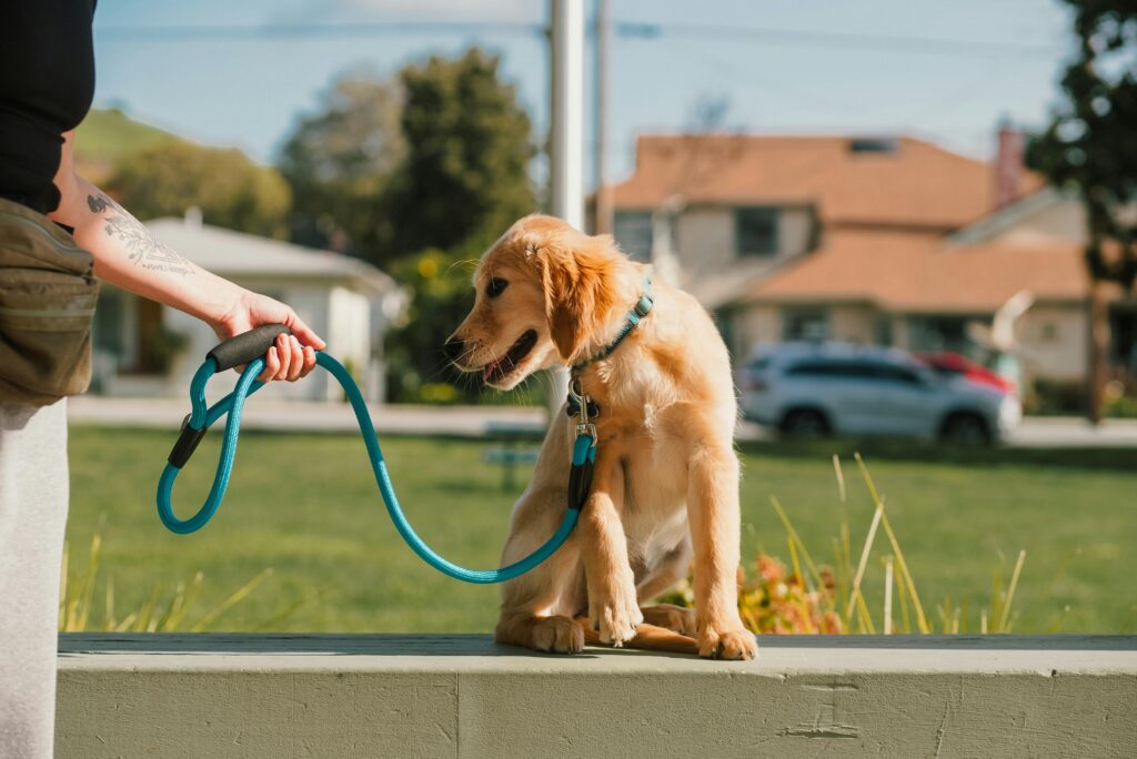 Puppy Training