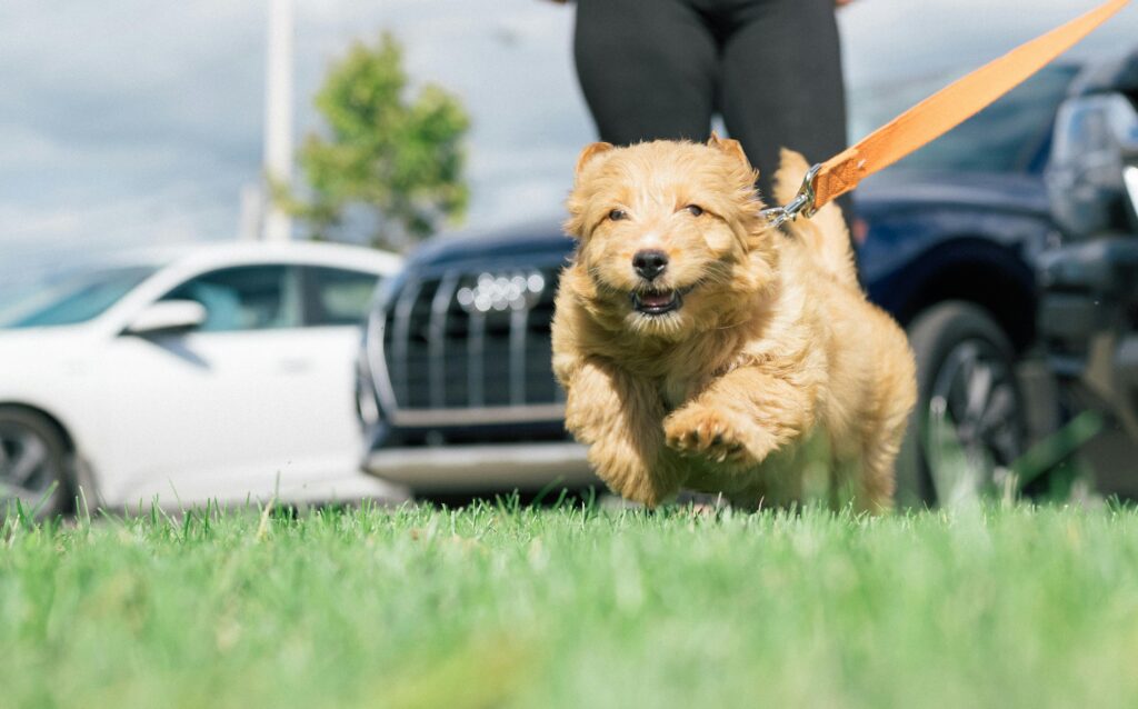 Puppy Training