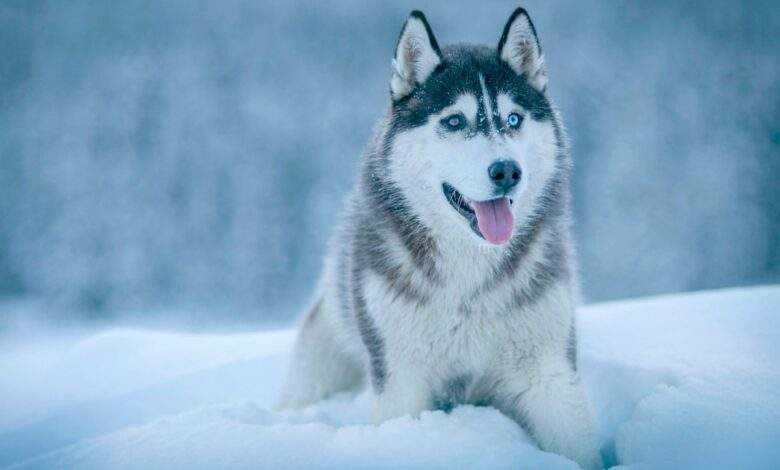 Siberian Husky