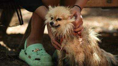 muddy dog