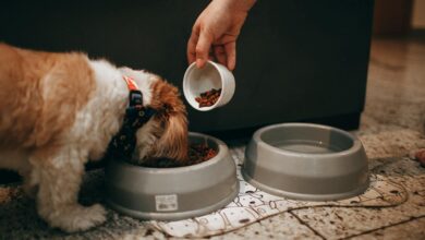 Healthy Diet for Large Breed Dogs