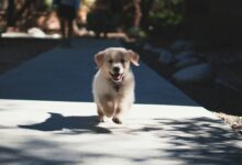 Puppy Mood Swings and Not Listening: Causes and Solutions