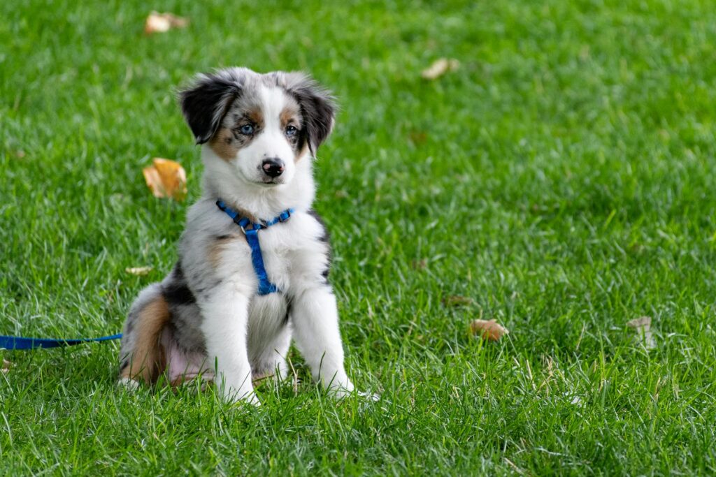 Puppy Mood Swings and Not Listening: Causes and Solutions