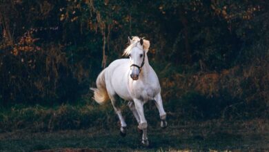 The Art of Grooming a Horse's Mane and Tail for Optimal Health