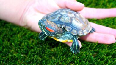 Pet Turtle Breeding: Tips and Techniques for Breeding and Care