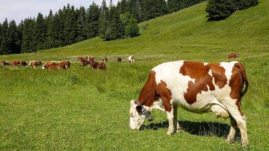 Bovine Elegance: Unveiling the Pinnacle of Pet Cow Fashion