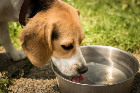 Pet Hydration: Ensuring Your Pet Stays Properly Hydrated Pet Hydration: Ensuring Your Pet Stays Properly Hydrated