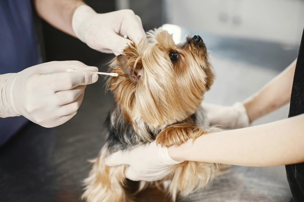 Common Pet Grooming Mistakes