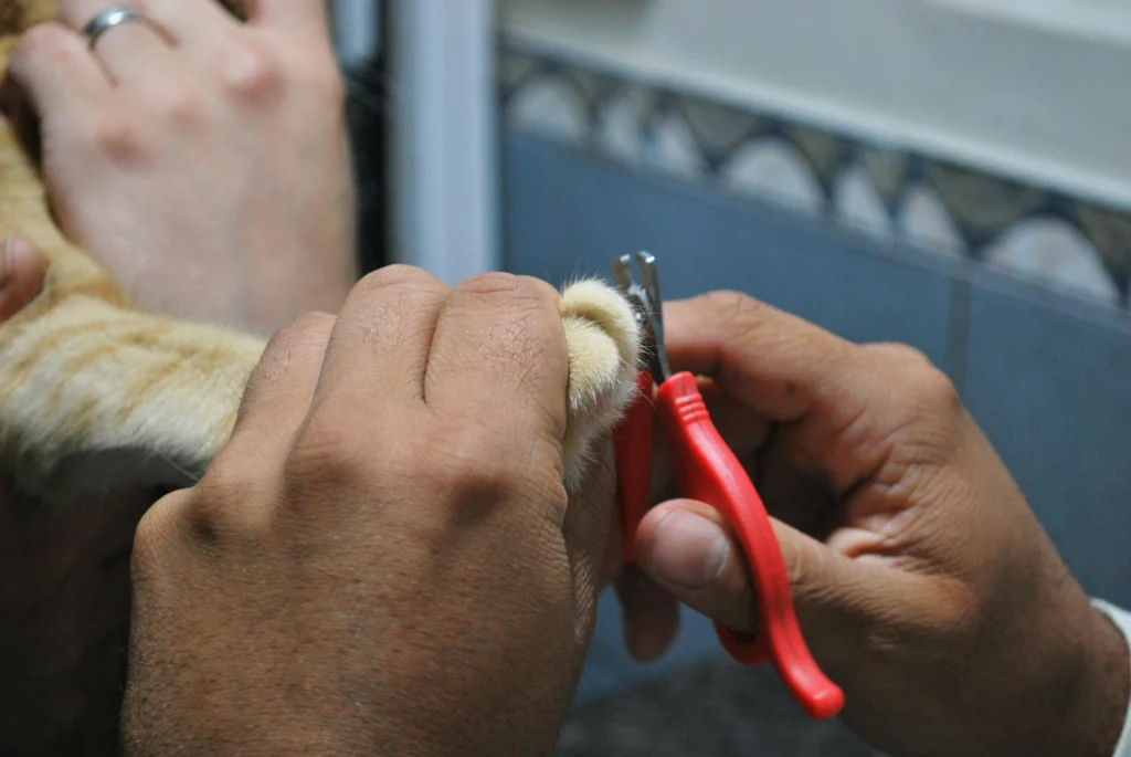 Common Pet Grooming Mistakes