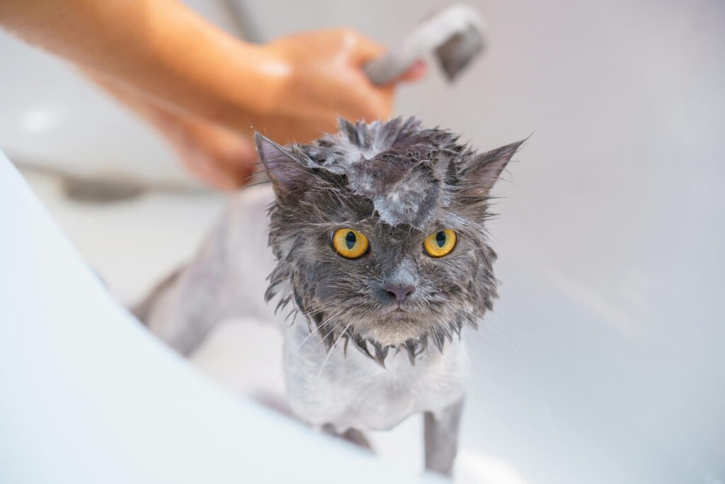Common Pet Grooming Mistakes