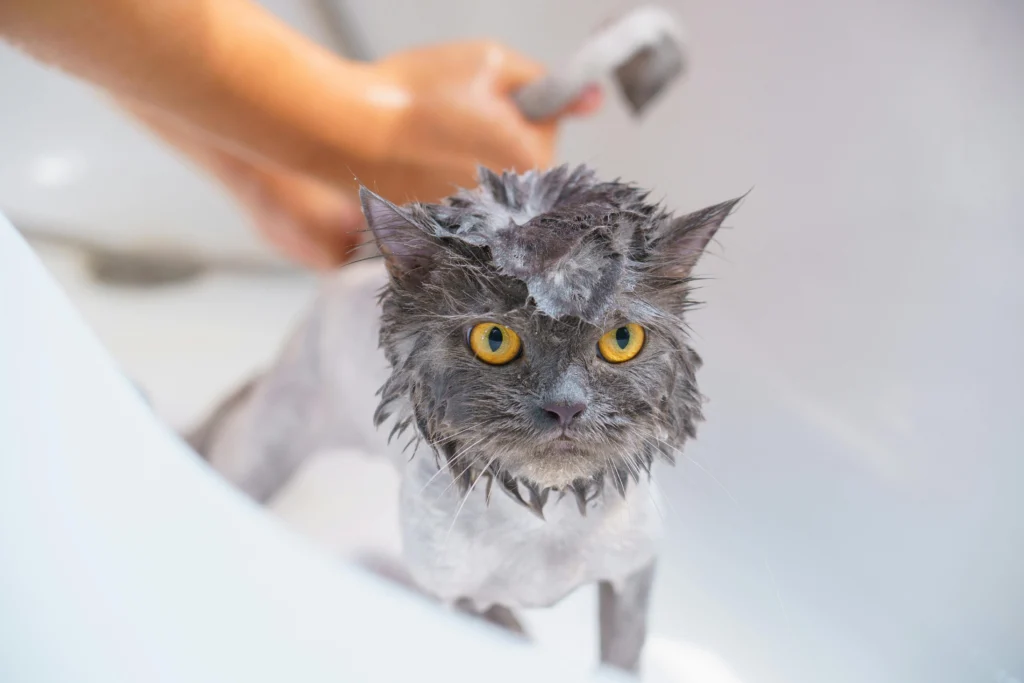 Common Pet Grooming Mistakes