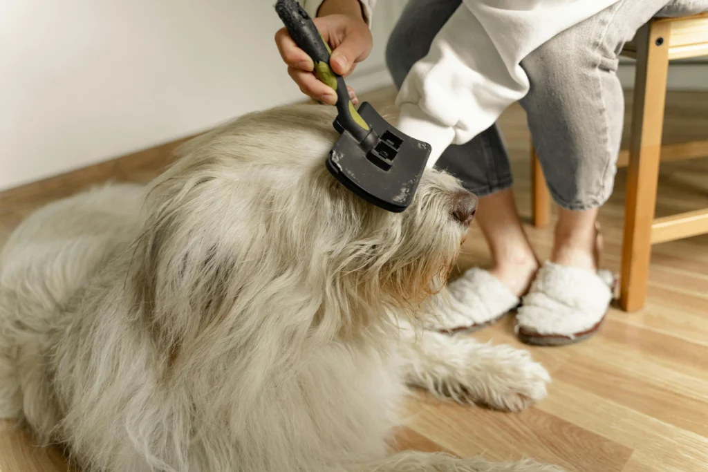Common Pet Grooming Mistakes