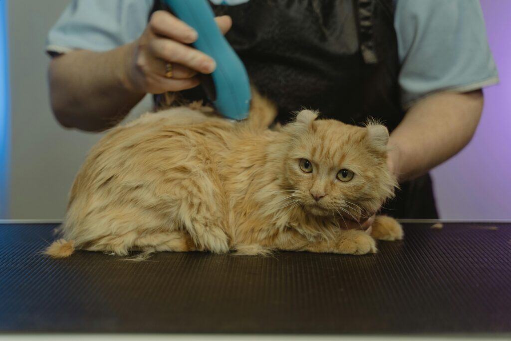 Common Pet Grooming Mistakes