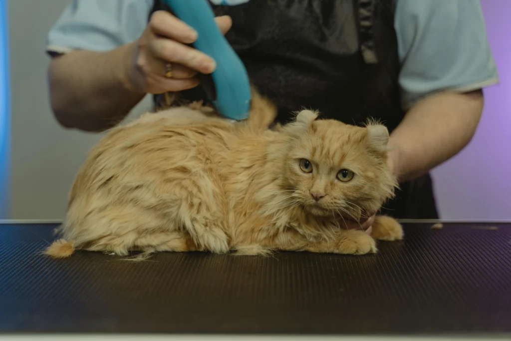 Common Pet Grooming Mistakes