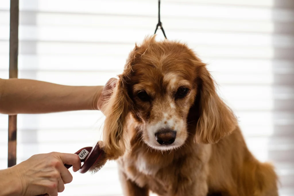 Common Pet Grooming Mistakes