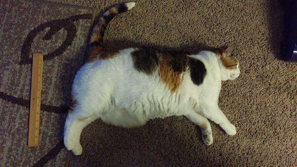 Pet Obesity