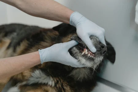 Pet Dental Care: Products and Techniques Pet Dental Care