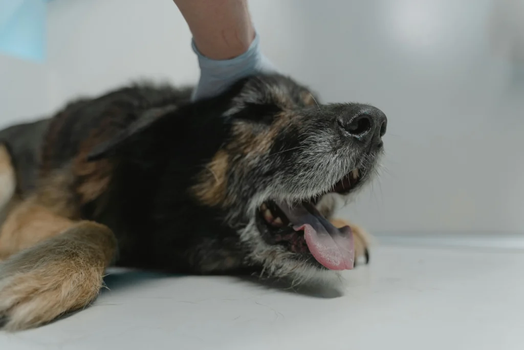 Pet Dental Care