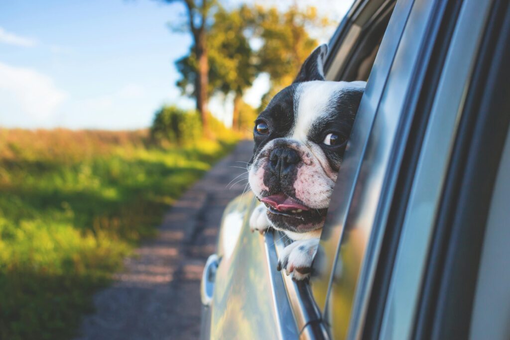 Pet Insurance and Preventive Care Savings