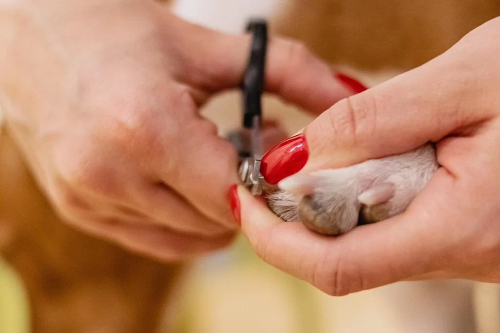 Pet Nail Trimming: Keeping Your Pet's Paws in Top Shape