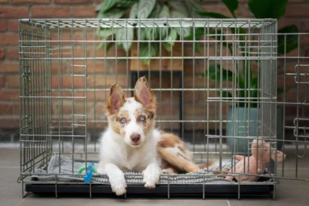 Dog Crate Training: Creating a Secure Haven for Your Dog Dog Crate Training: Creating a Secure Haven for Your Dog