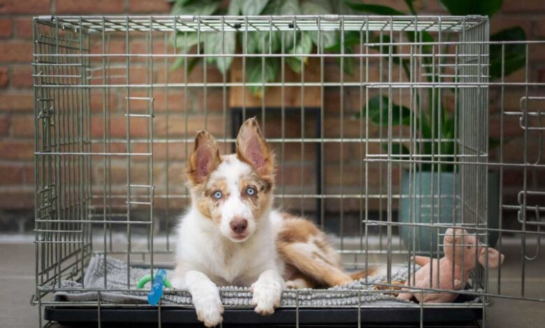 Dog Crate Training: Creating a Secure Haven for Your Canine Companion