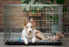 Dog Crate Training: Creating a Secure Haven for Your Canine Companion