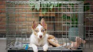 Dog Crate Training: Creating a Secure Haven for Your Canine Companion