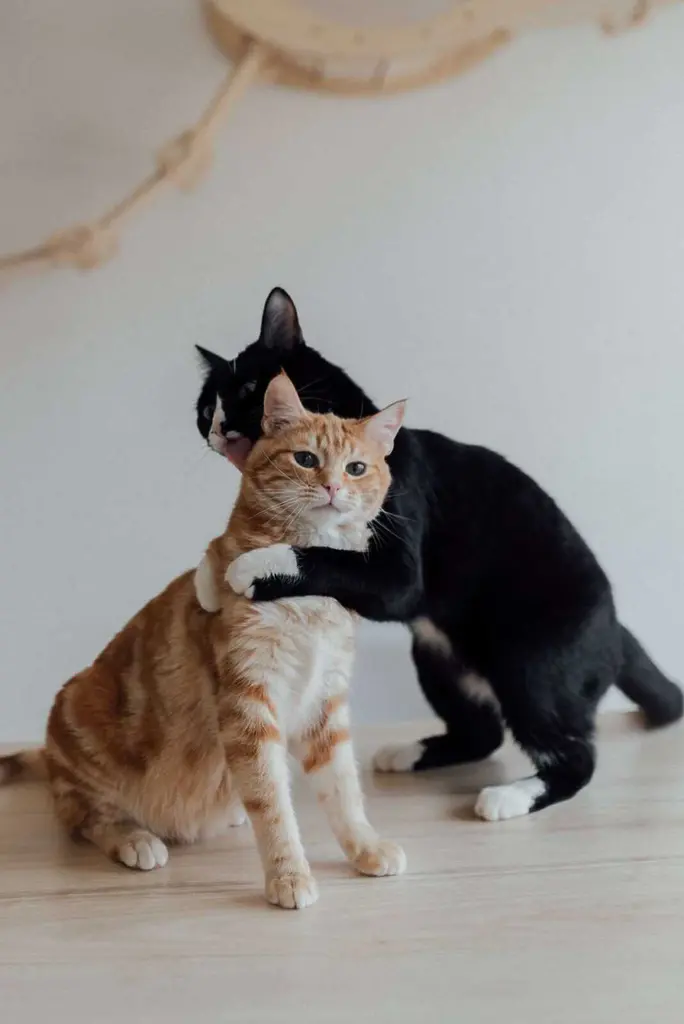Cat Trick Training: Yes, Your Cat Can Absolutely Learn Tricks