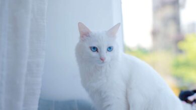 DIY Cat Bathing Tips: Keeping Fluffy Fresh and Clean