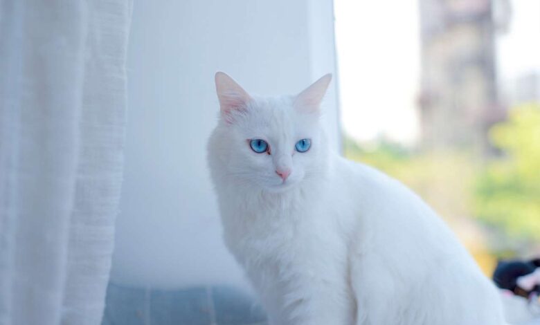 DIY Cat Bathing Tips: Keeping Fluffy Fresh and Clean