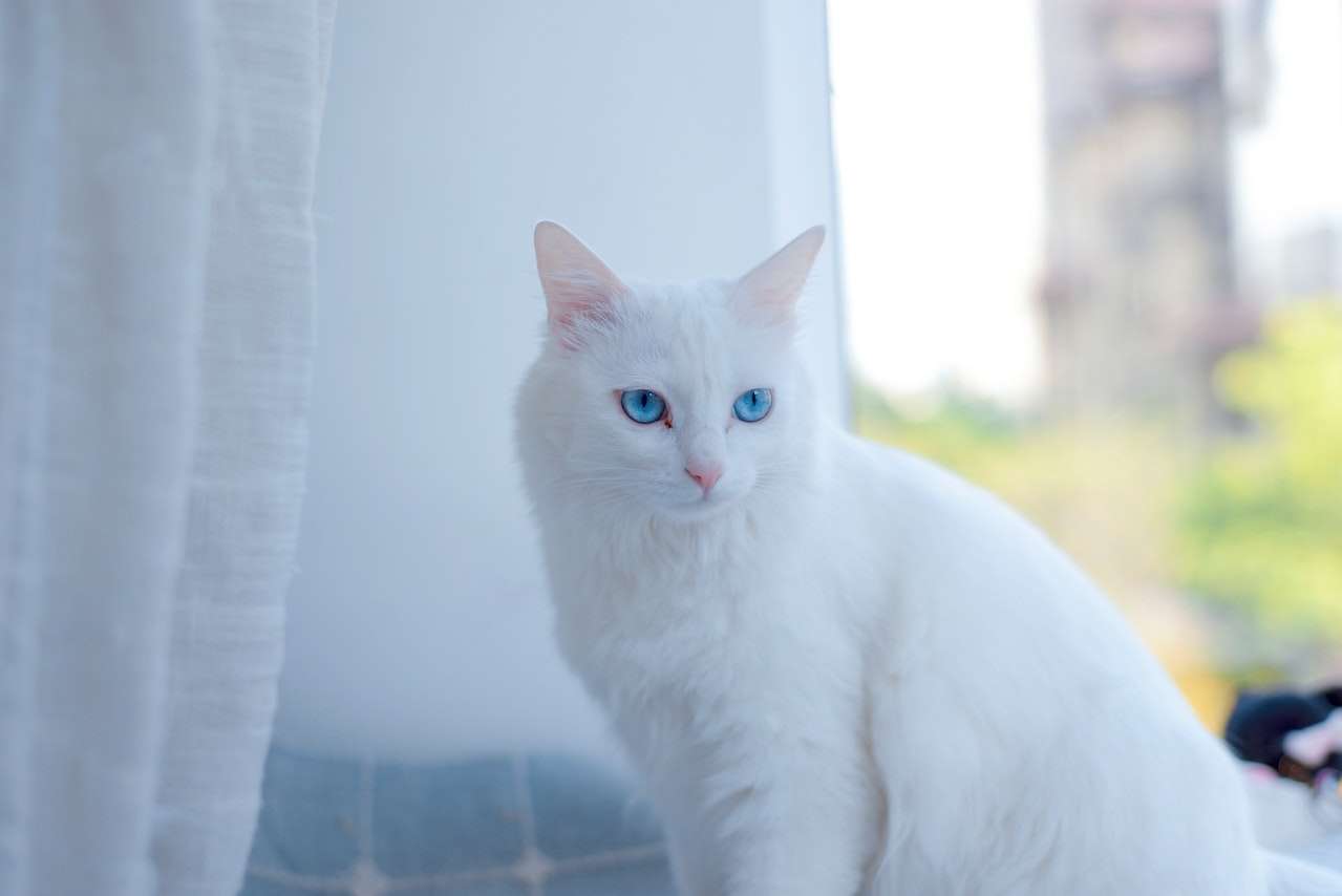 DIY Cat Bathing Tips: Keeping Fluffy Fresh and Clean