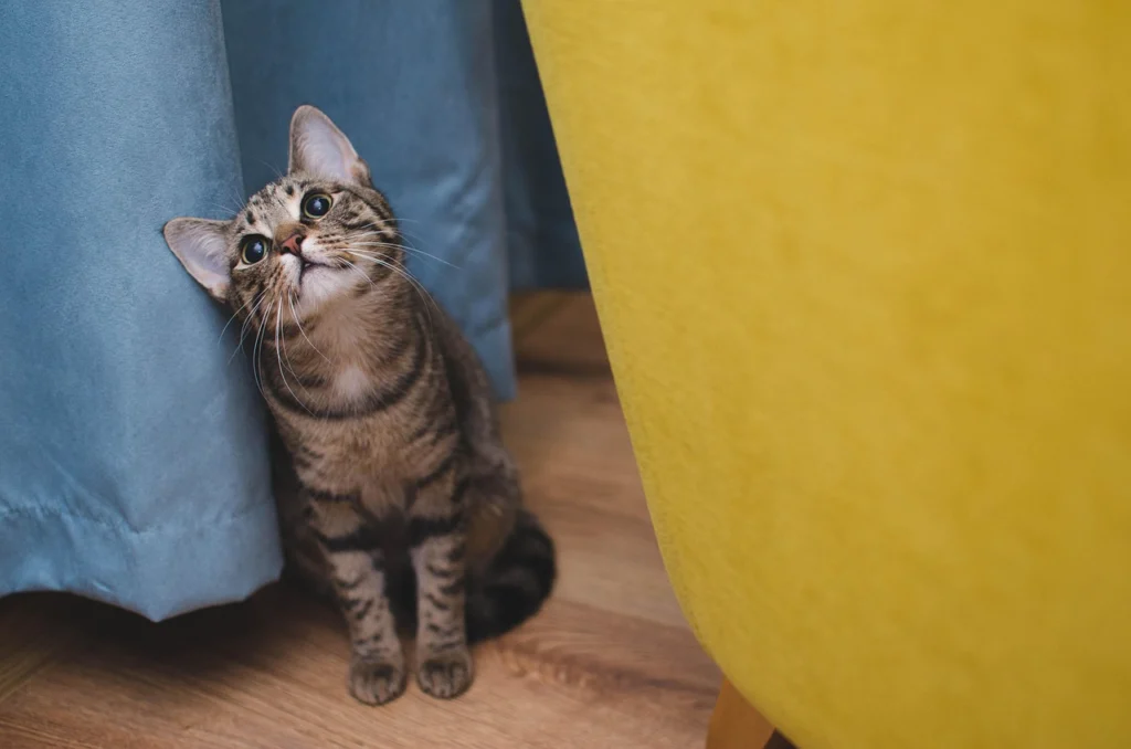 Paws and Insurance policies: Navigating the World of Pet Insurance with Confidence