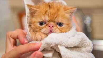 Cat Bath Time