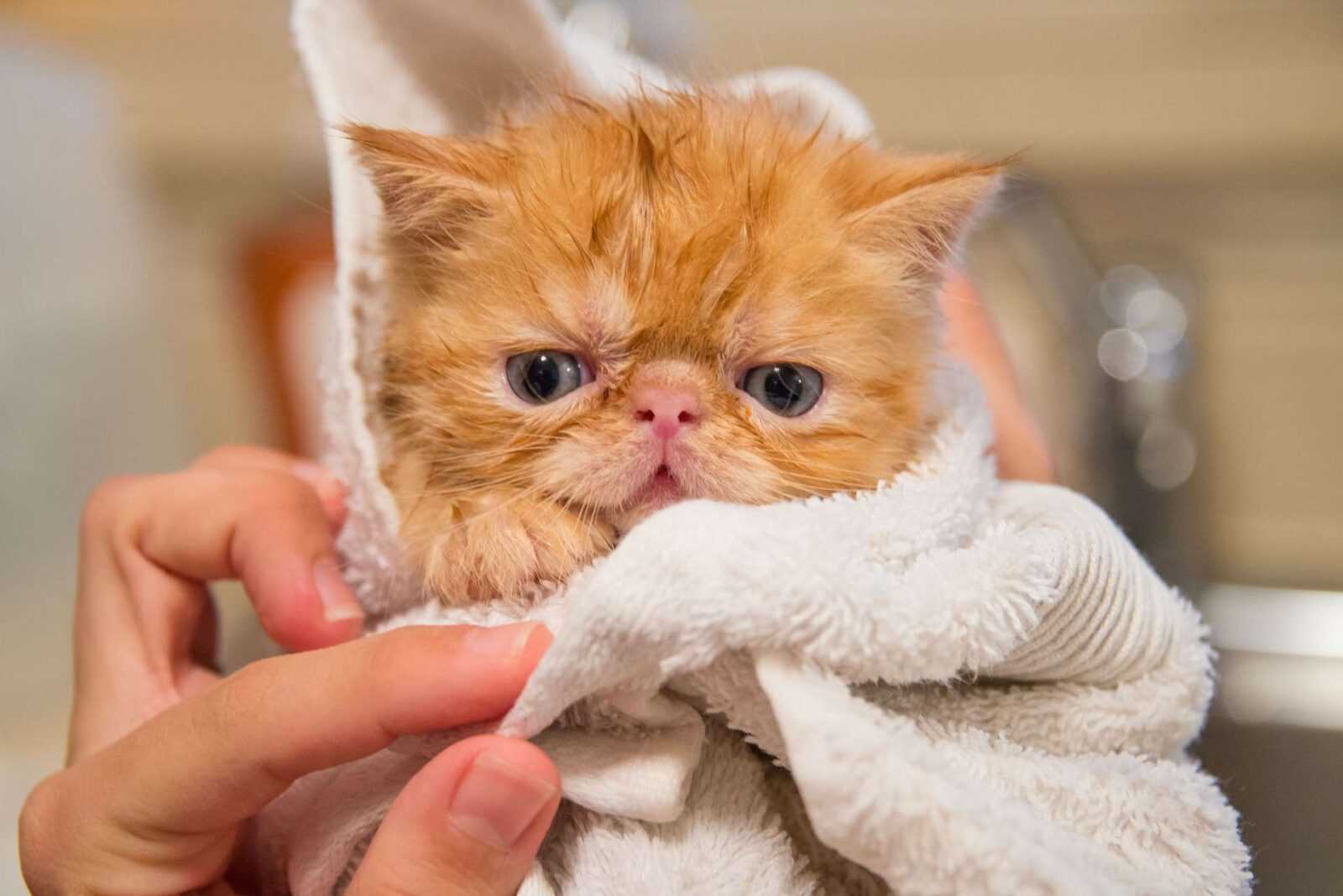 Cat Bath Time