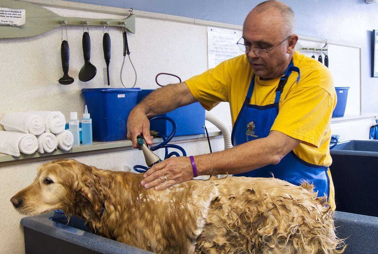 Transforming Dog Bath Time into an Enjoyable Experience