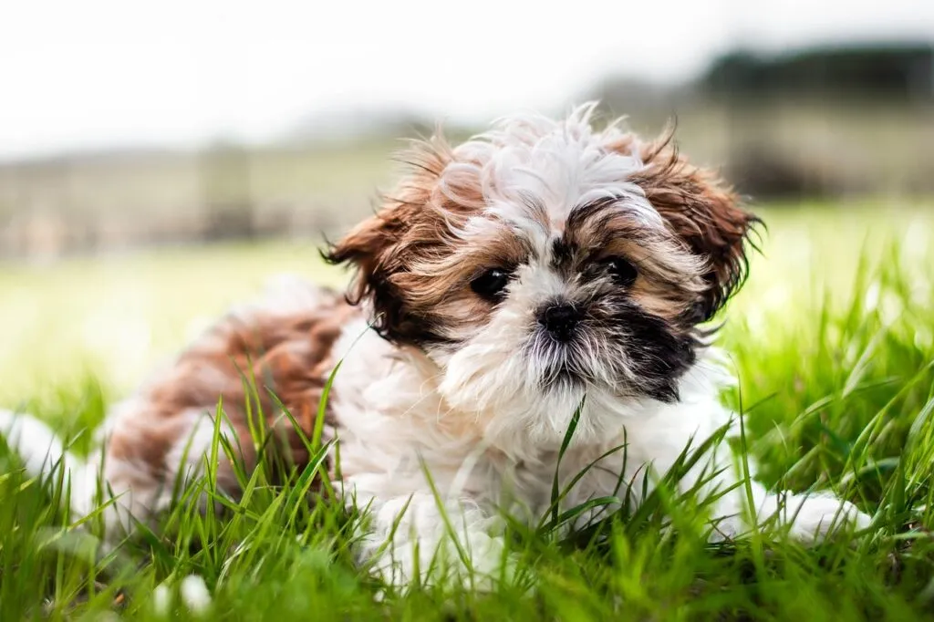 Pet-Friendly Plants: Creating a Safe Garden for Your Pet