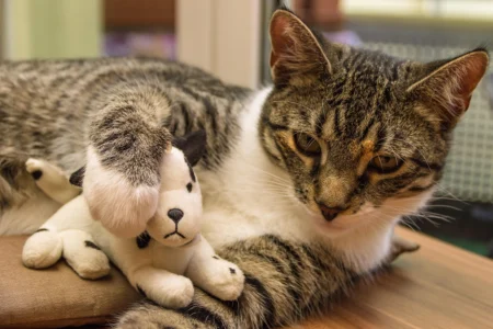 The Advantages of Regular Playtime: Keeping Your Pet Mentally Sharp The Advantages of Regular Playtime: Keeping Your Pet Mentally Sharp